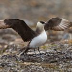 A Parasitic Jaeger stretches its wings in Spitsbergen