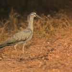 Plumbeous Ibis are beautiful to photograph in the Pantanal