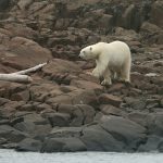Polar bear photography in Spitsbergen with Wild Images