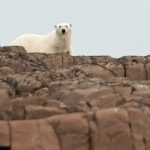 Photograph of a female polar bear in Spitsbergen with Wild Images Photo Tours