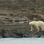 Polar bears are a highlight of any wildlife photography tour in Spitsbergen