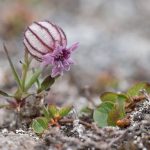Photograph of a Polar Campion flower in Spitsbergen