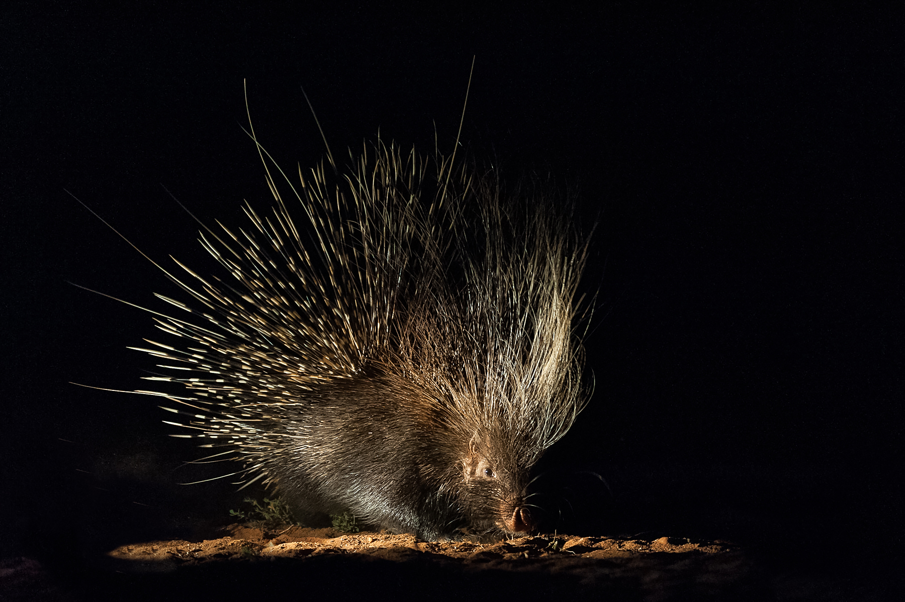 Learn how to take the ultimate night photo of a porcupine on the Wild Images photography tour of Africa