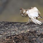 Bird photography in Spitsbergen
