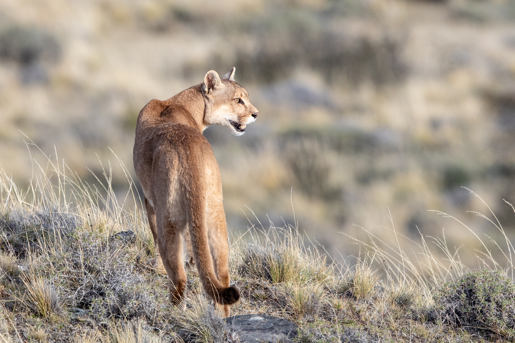 Wild Images Photography Tours Puma Photography Tour Torres del Paine, Chile. Walk with Pumas!