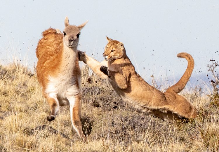 Ambush! We have been watching a herd of grazing Guanacos (wild relatives of the Llama) in Chile's magnificent Torres del Paine. They gradually approach the area where we think a Puma is lying in wait in the 'mata barrosa' and 'calafate' bushes. She is! As a Guanaco nears her hiding place she bursts forth, scattering pieces of vegetation high into the air! Image by Mark Beaman of Wild Images