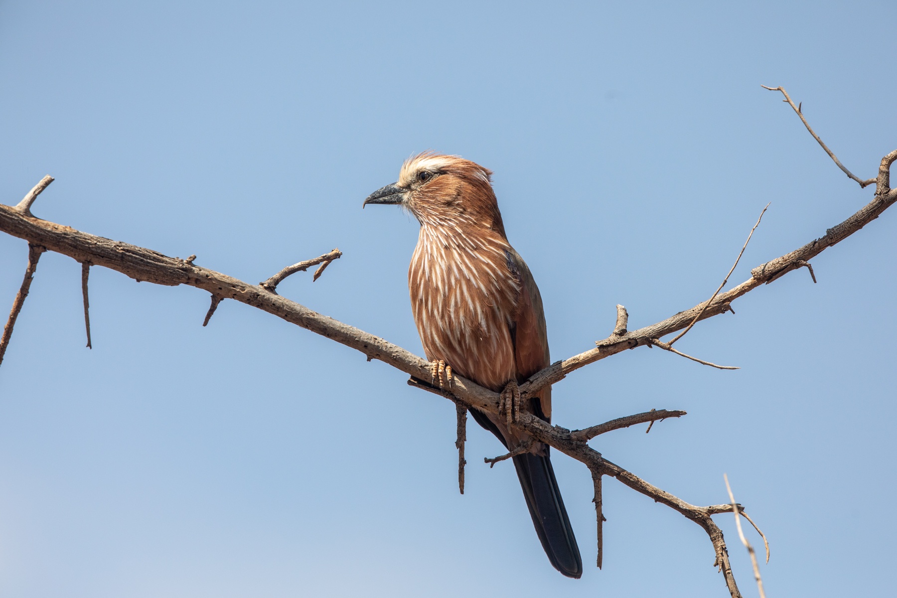 The handsome Purple Roller (the purple area is only apparent when the wings are open)