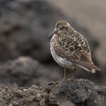 Bird photography in Spitsbergen with Wild Images photo tours