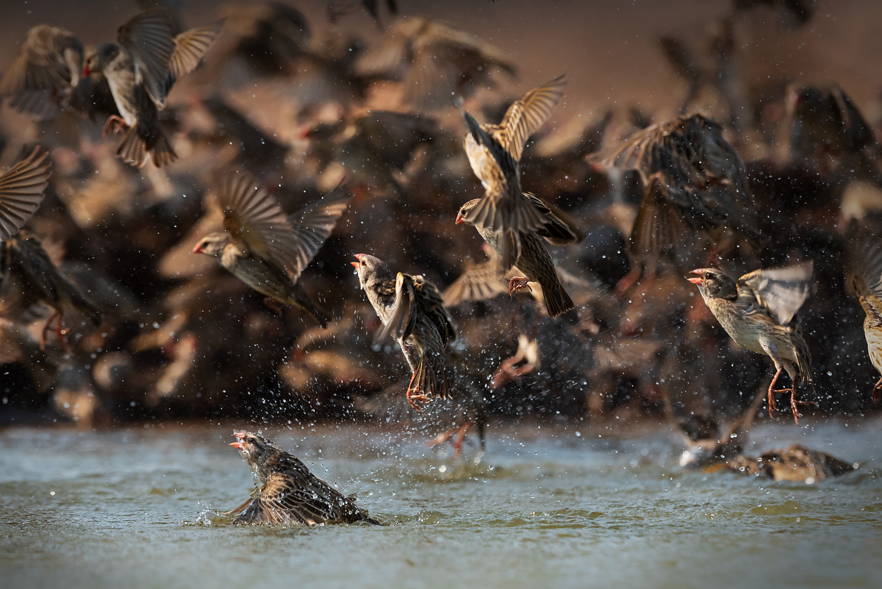 Red-billed Queleas make great bird photography subjects on a wildlife photography tour in Botswana and South Africa