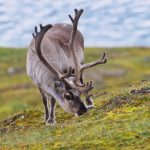 A Spitsbergen Reindeer grazing on summer grasses