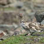 Photographing Rock Ptarmigans in Spitsbergen with Wild Images