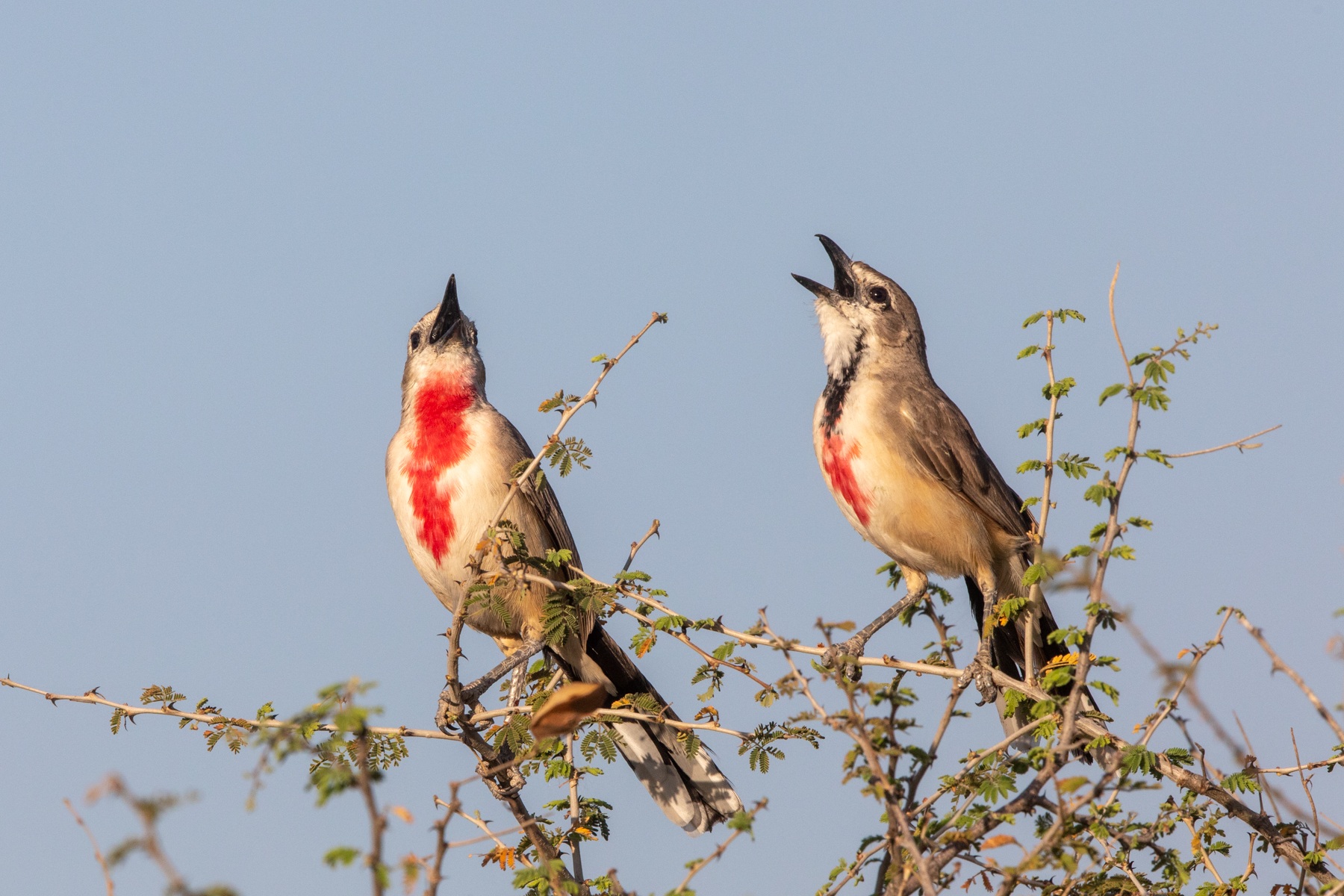 Rosy-patched Bushshrikes duet at Awash National Park, Ethiopia