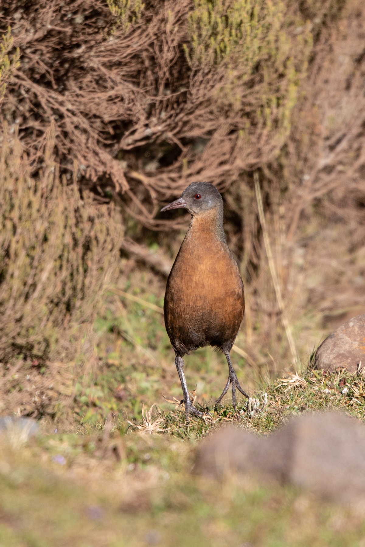The endemic Rouget's Rail in the Bale Mountains