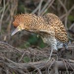Bird photography with Wild Images in the Pantanal features Rufescent Tiger Herons