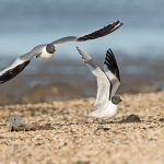 Practice wildlife photography in Spitsbergen with Sabine's Gulls doing a courtship display