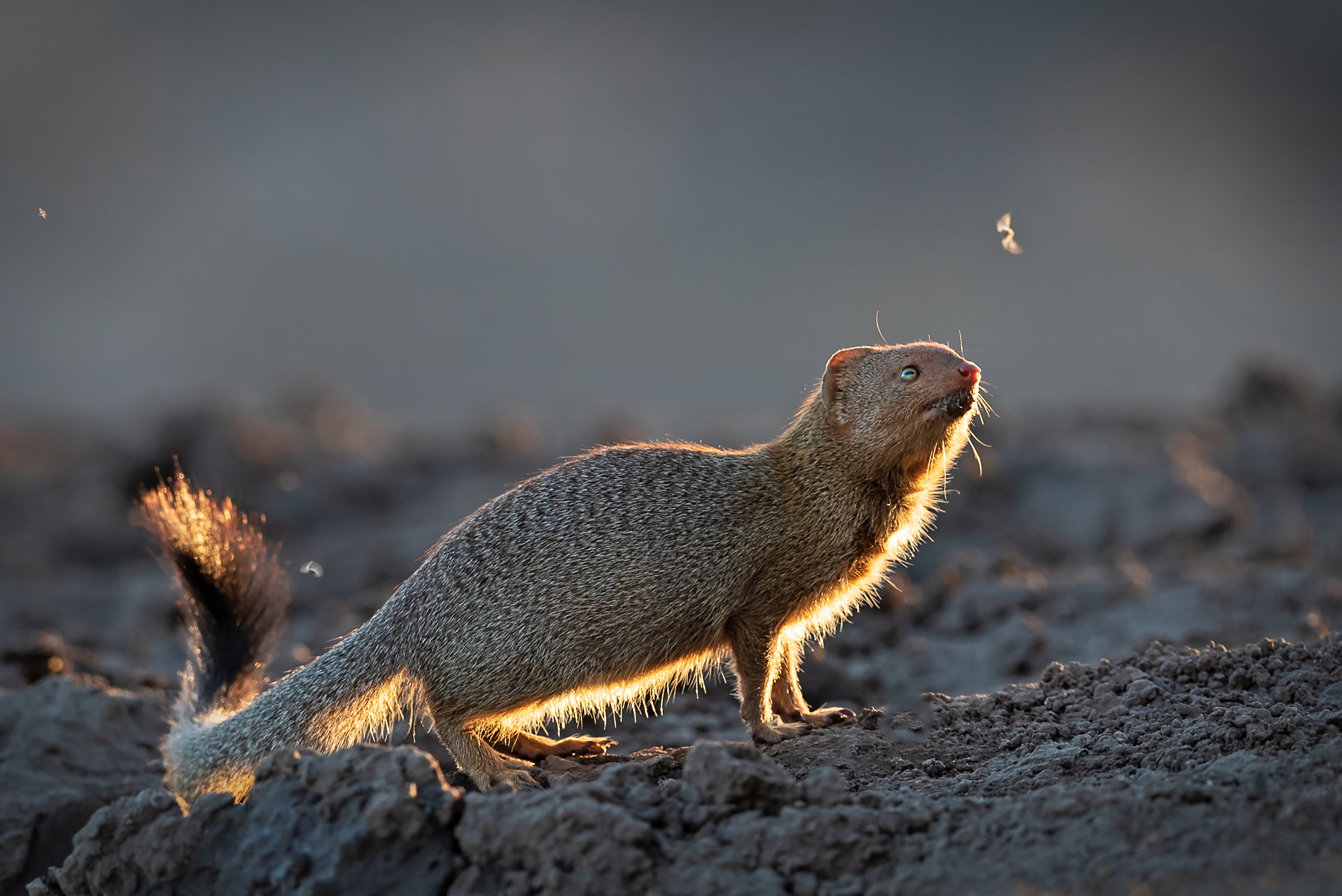 Slender Mongoose on the Wild Images wildlife photography tour of Botswana and South Africa
