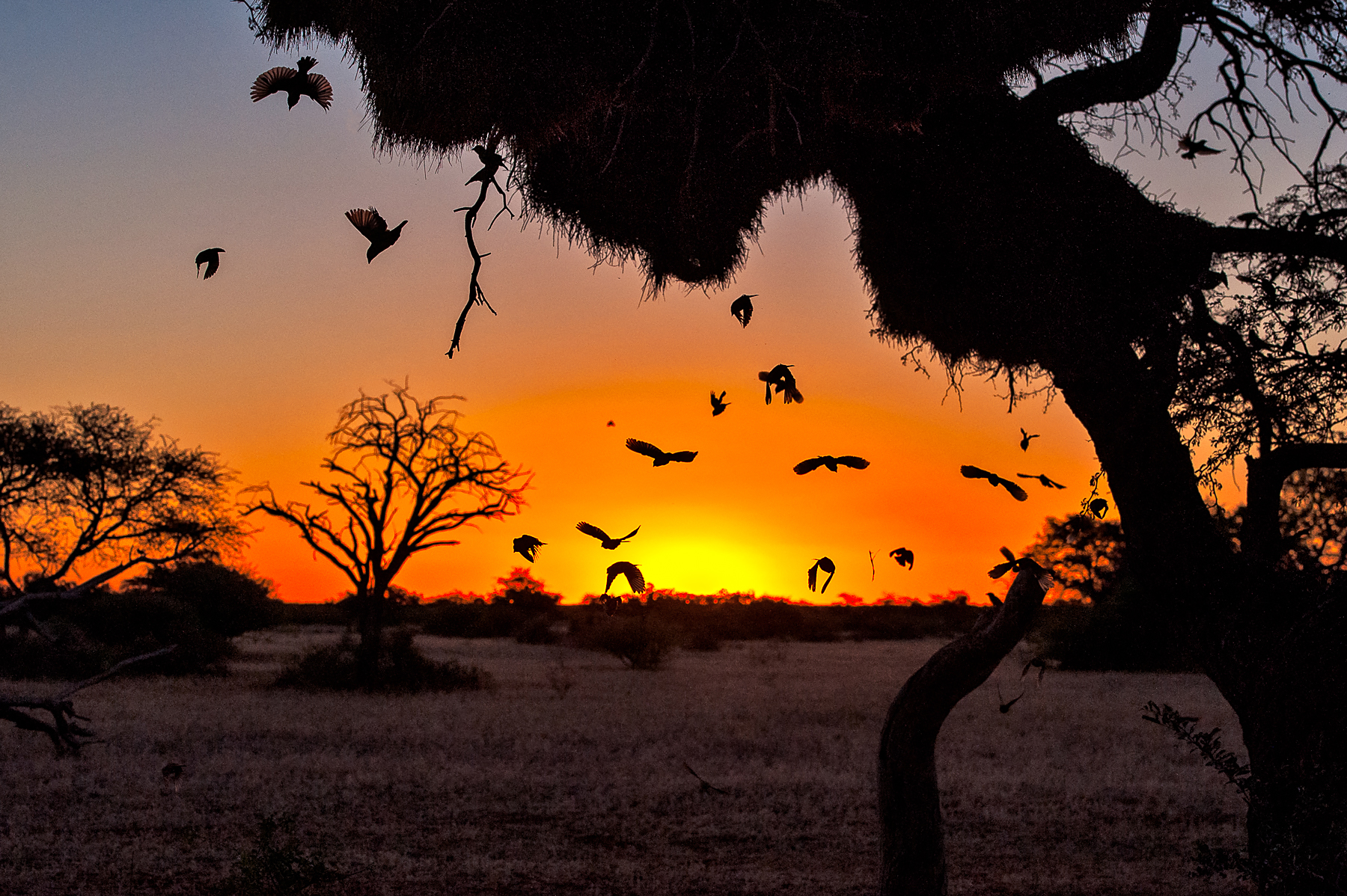 Sociable Weaver birds nest in huge communities in the Kalahari region of Africa
