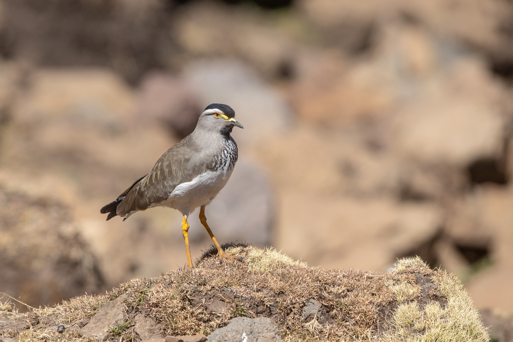 The smart Spot-breasted Lapwing is one of many Ethiopian endemic birds