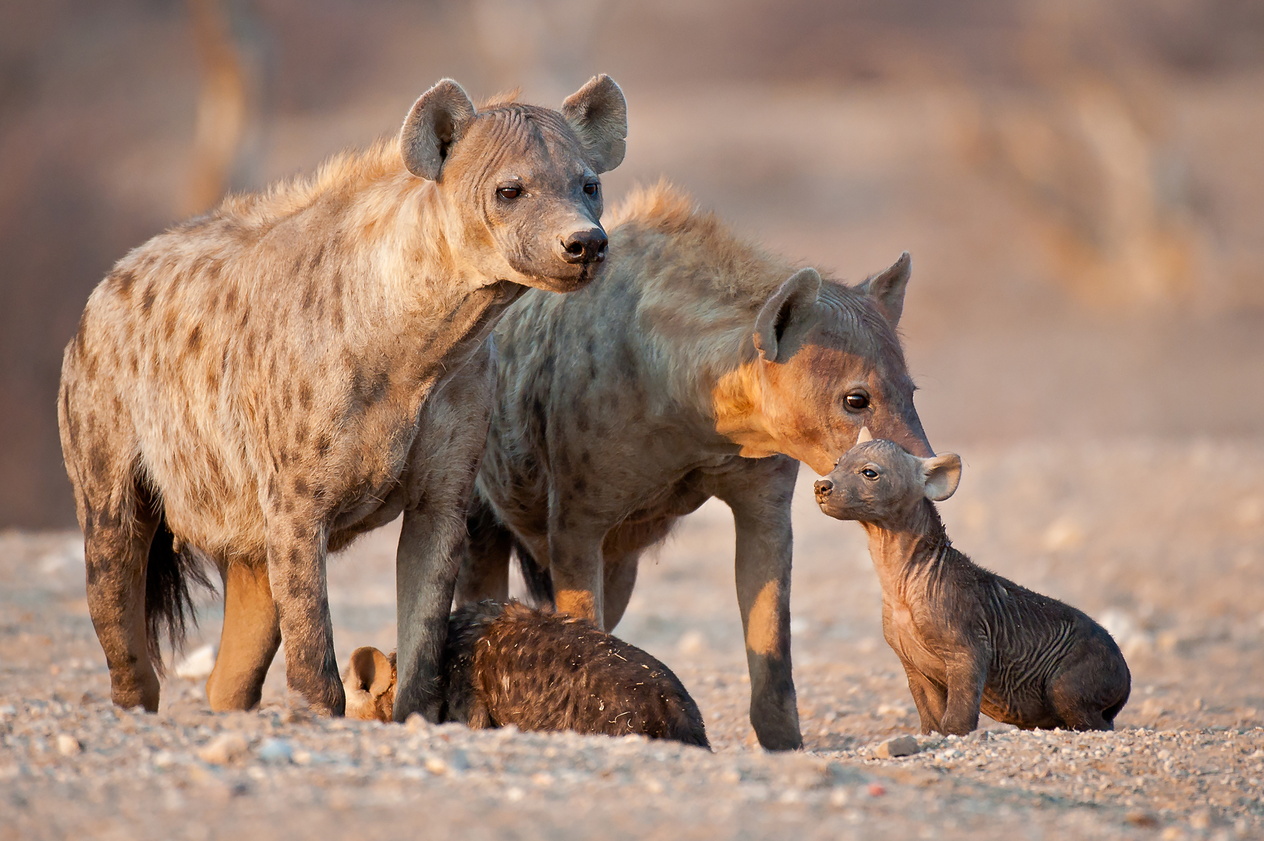 Spotted Hyena family on the ultimate Botswana and South Africa wildlife photography tour of South Africa