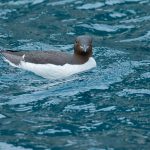 A Thick-billed Murre on the waters of Spitsbergen