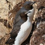 Bird photography in Spitsbergen with Wild Images photo tours