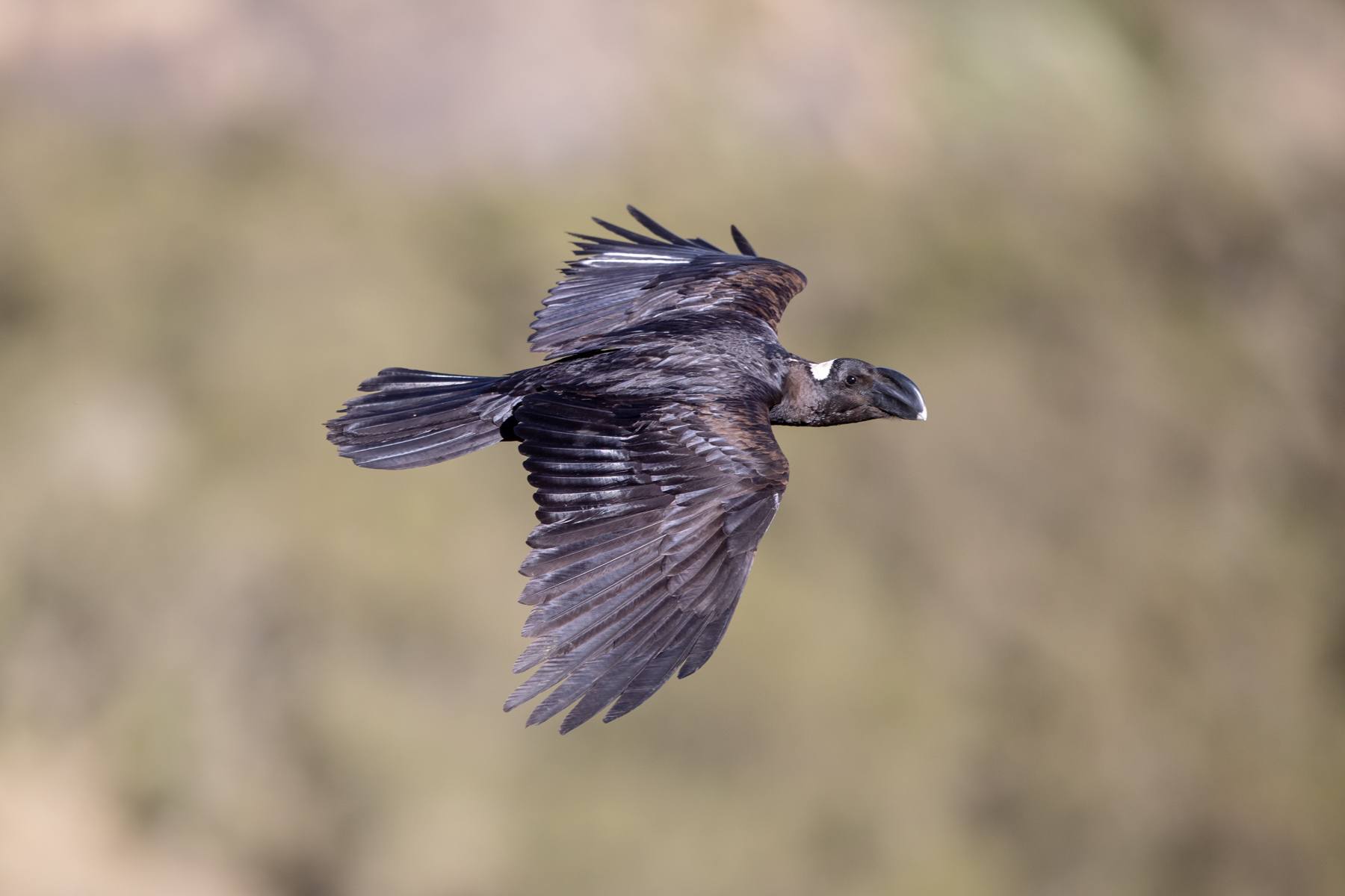 The endemic Thick-billed Raven in the Simien Mountains