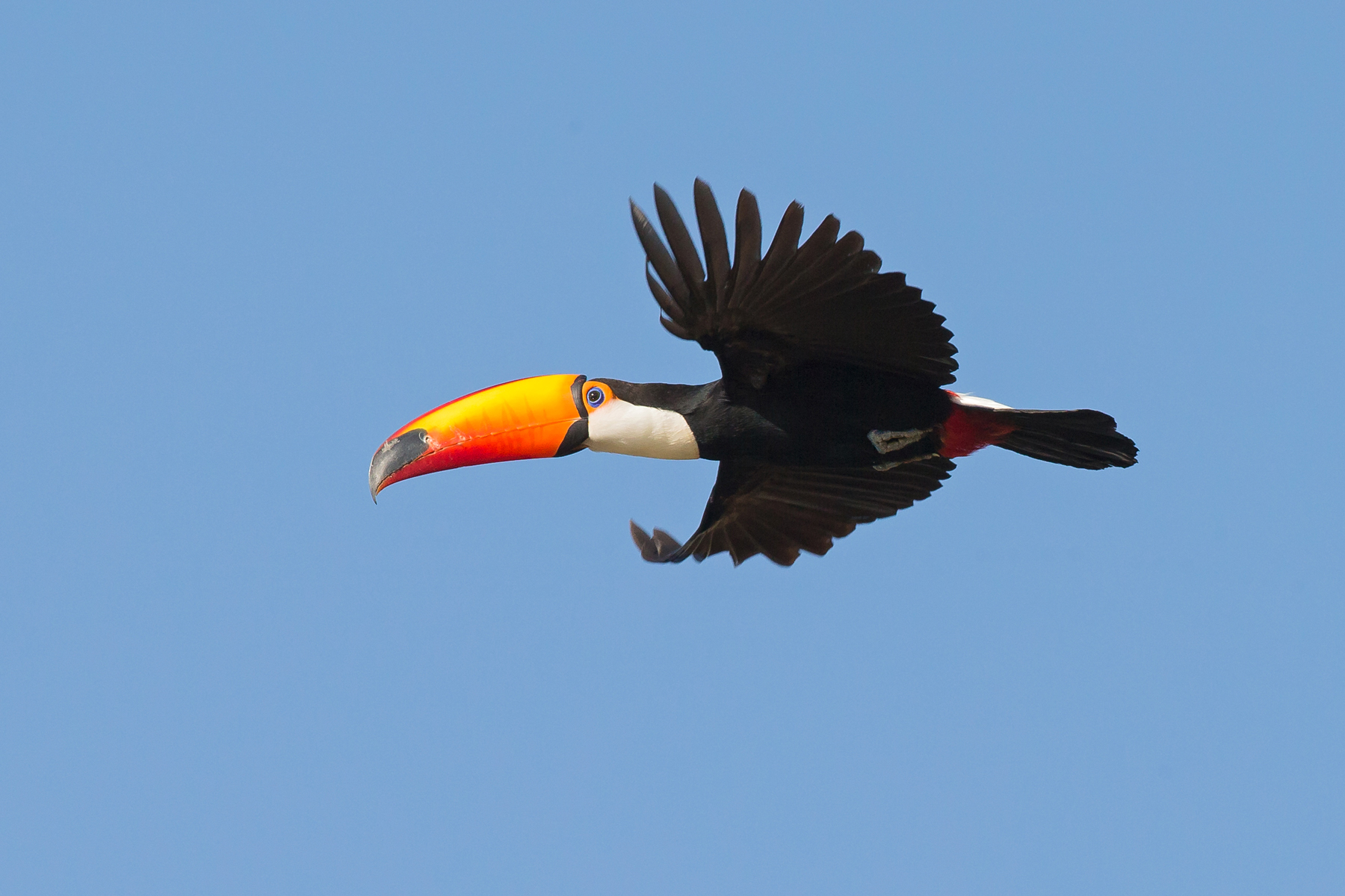 Stunning Toco Toucan in flight in the Pantanal