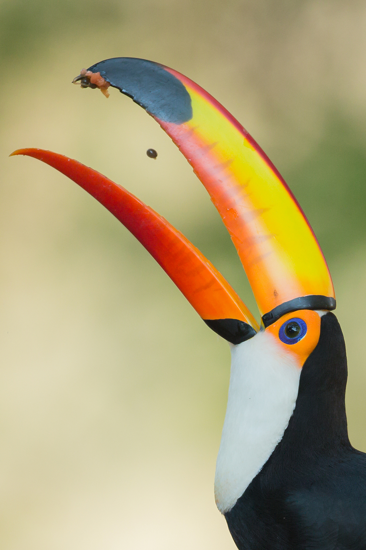 Bird photography of the Wild Images photo tour in the Pantanal, Brazil