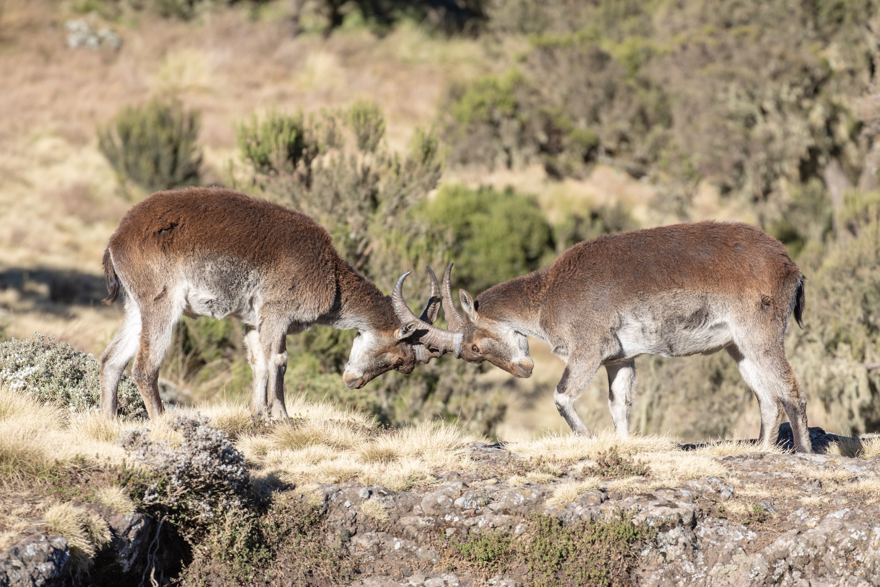 Male Walia Ibexes fight even outside the rutting period