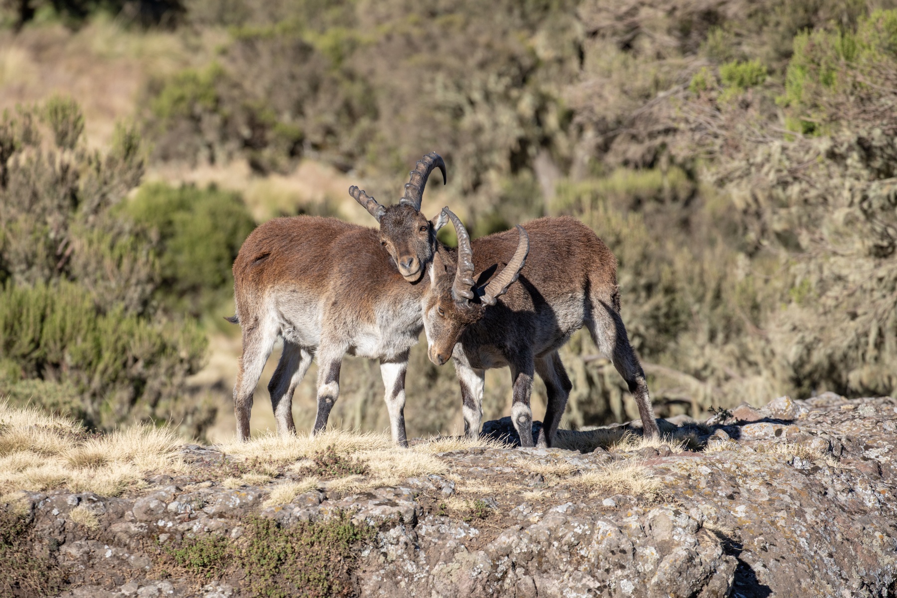 Young male Walia Ibexes tussle at a cliff-edge