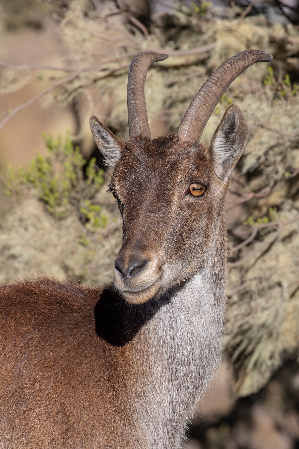Walia Ibex portrait