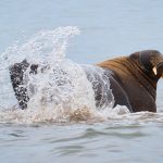 Walrus splashing in the shallows of Spitsbergen are fun photographic subjects