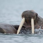 The tusks of a Walrus in Spitsbergen on the Wild Images tour of Spitsbergen