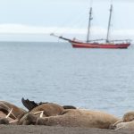 A group of Walrus lazing on the beach on a Spitsbergen photography tour