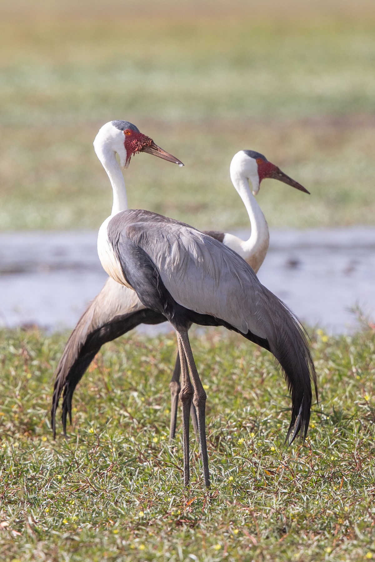 A pair of handsome but endangered Wattled Cranes in Ethiopia