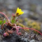 Summer in Spitsbergen is wonderful for Arctic flower photography