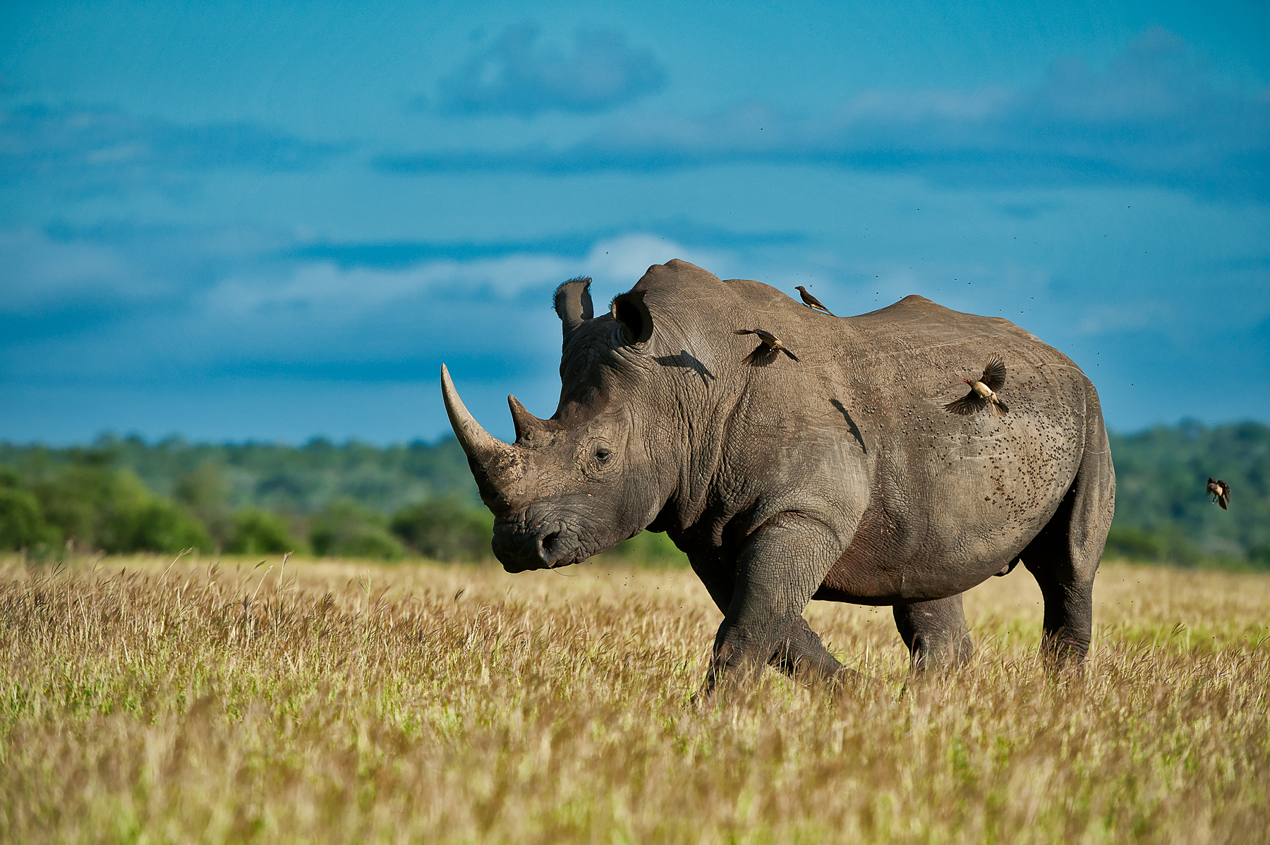 Portrait of a White Rhinoceros with Red-billed Oxpeckers in South Africa