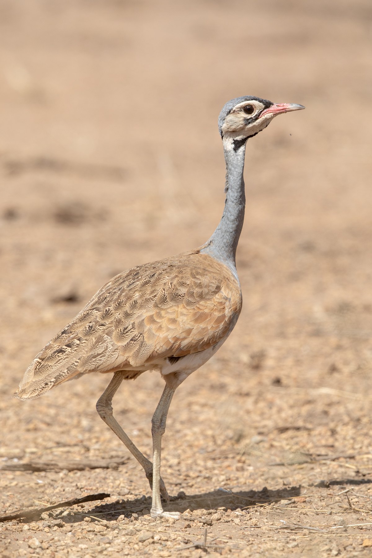 The attractive White-bellied Bustard