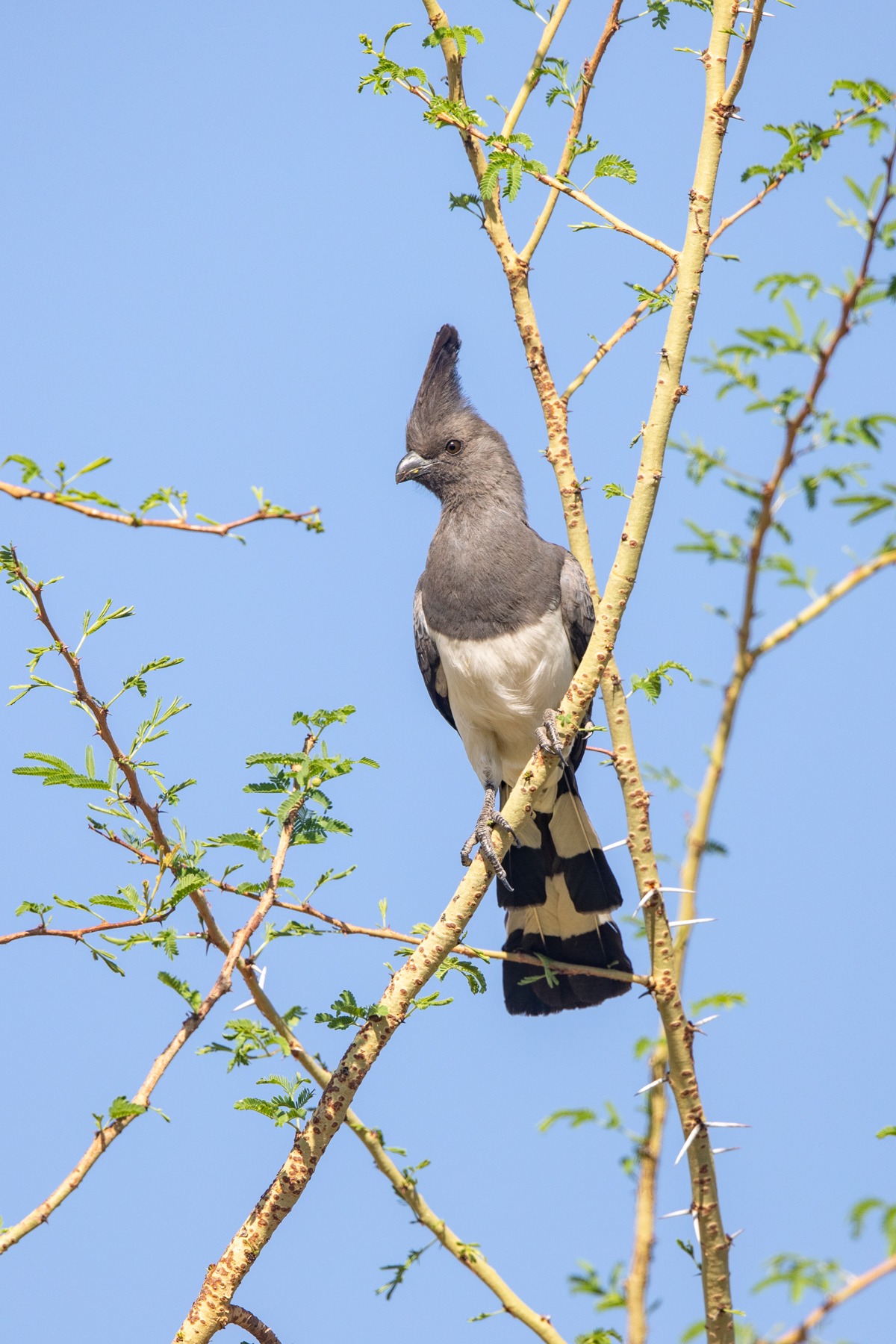 The noisy White-bellied Go-away-bird
