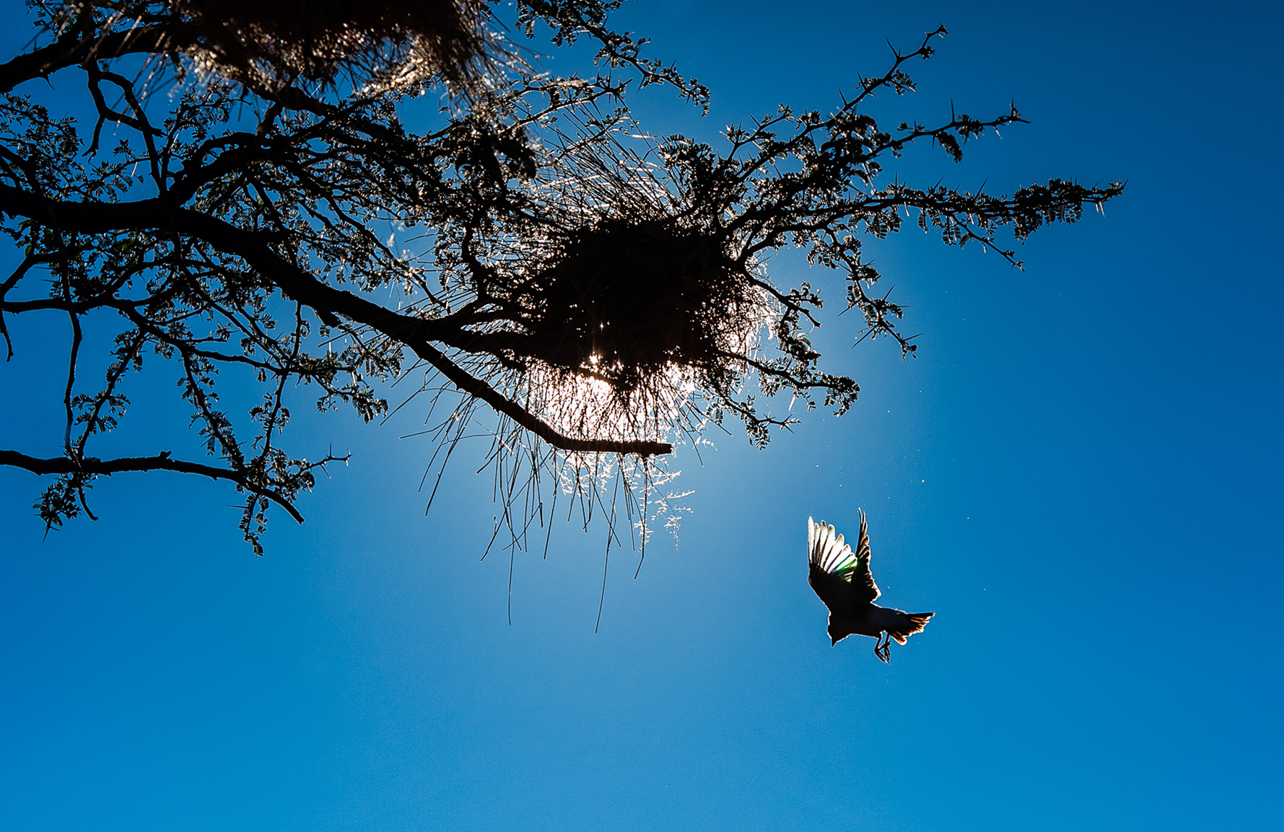 Practicing bird photography on the Wild Images Ultimate photography tour of Africa