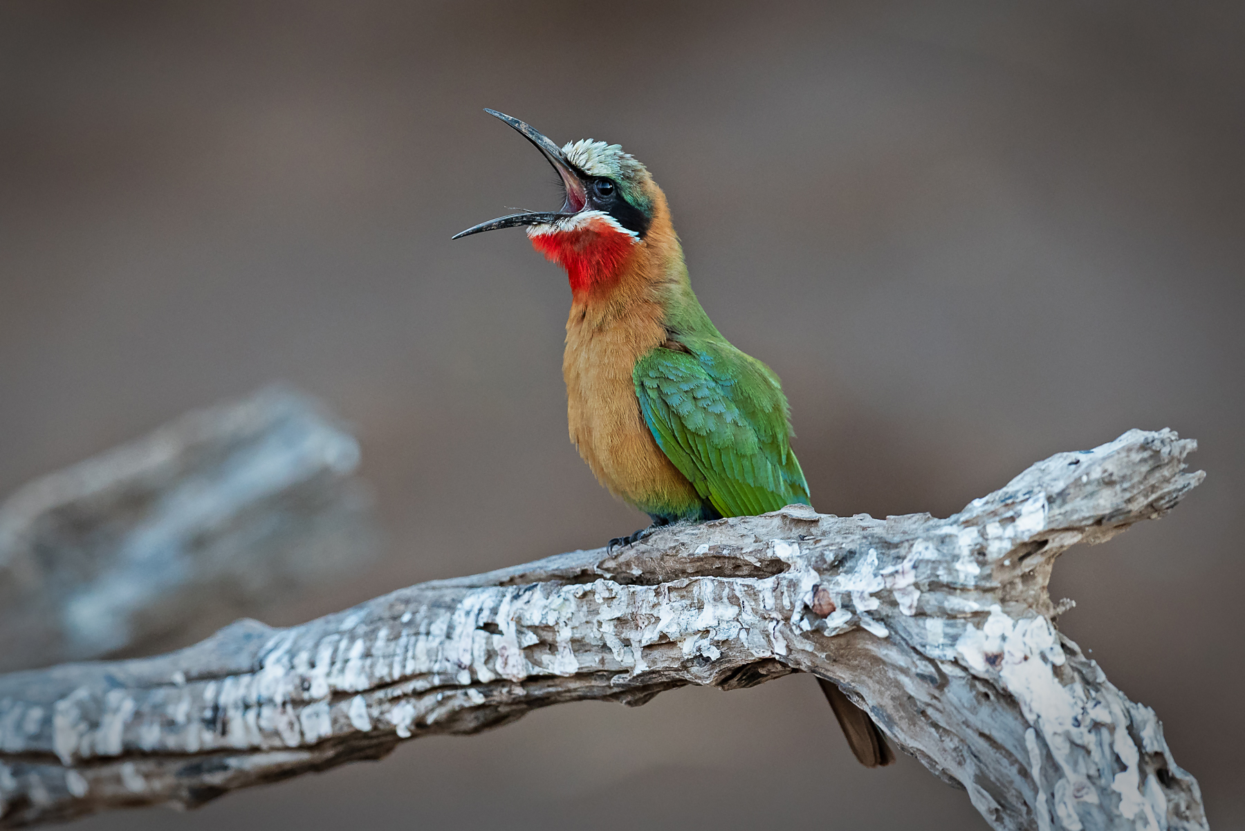 White-fronted Bee-eaters are attractive subjects on our Botswana South Africa wildlife photography tour of Africa.