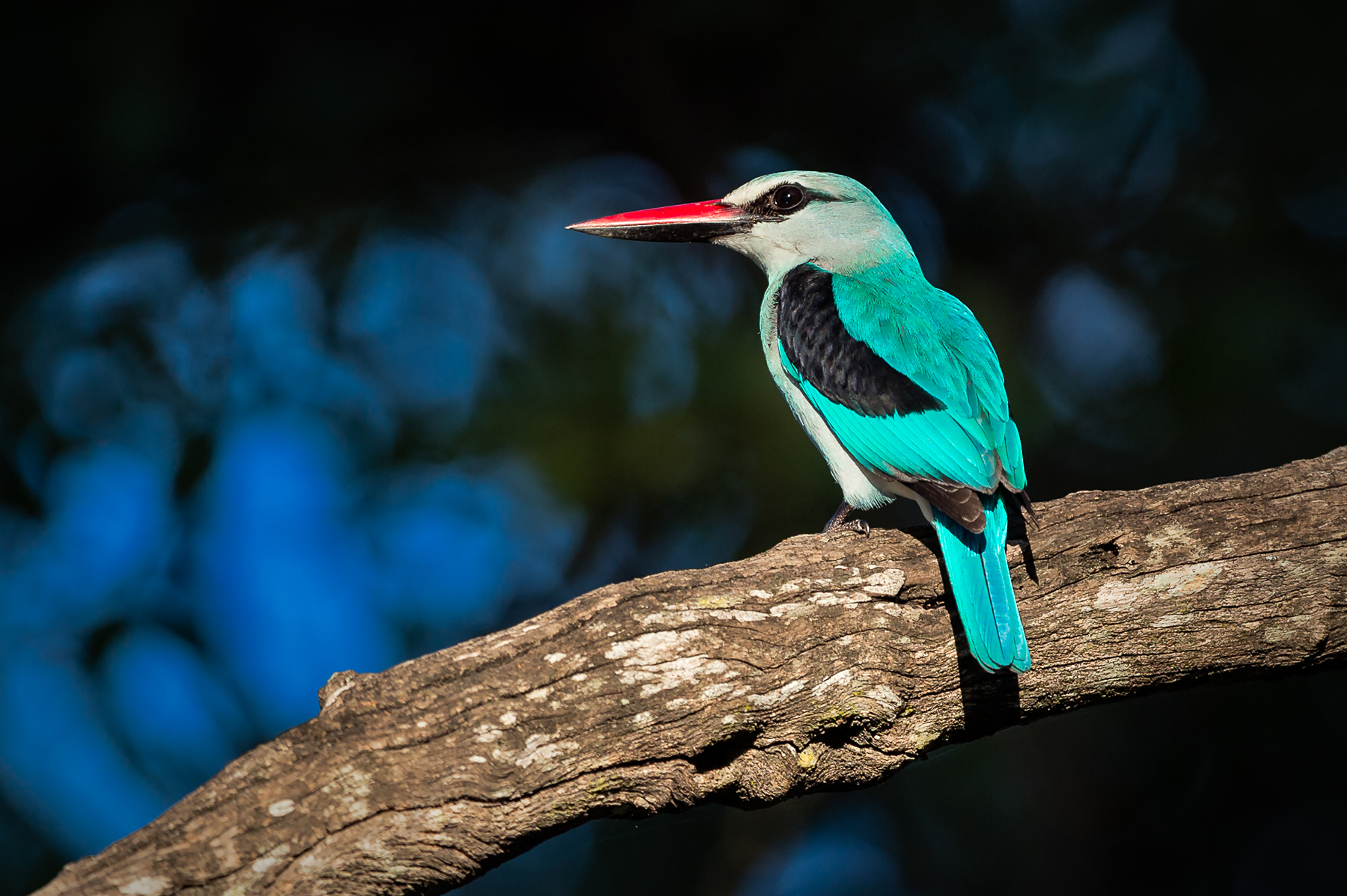 Bird photography on our wildlife photography tour of South Africa and Botswana