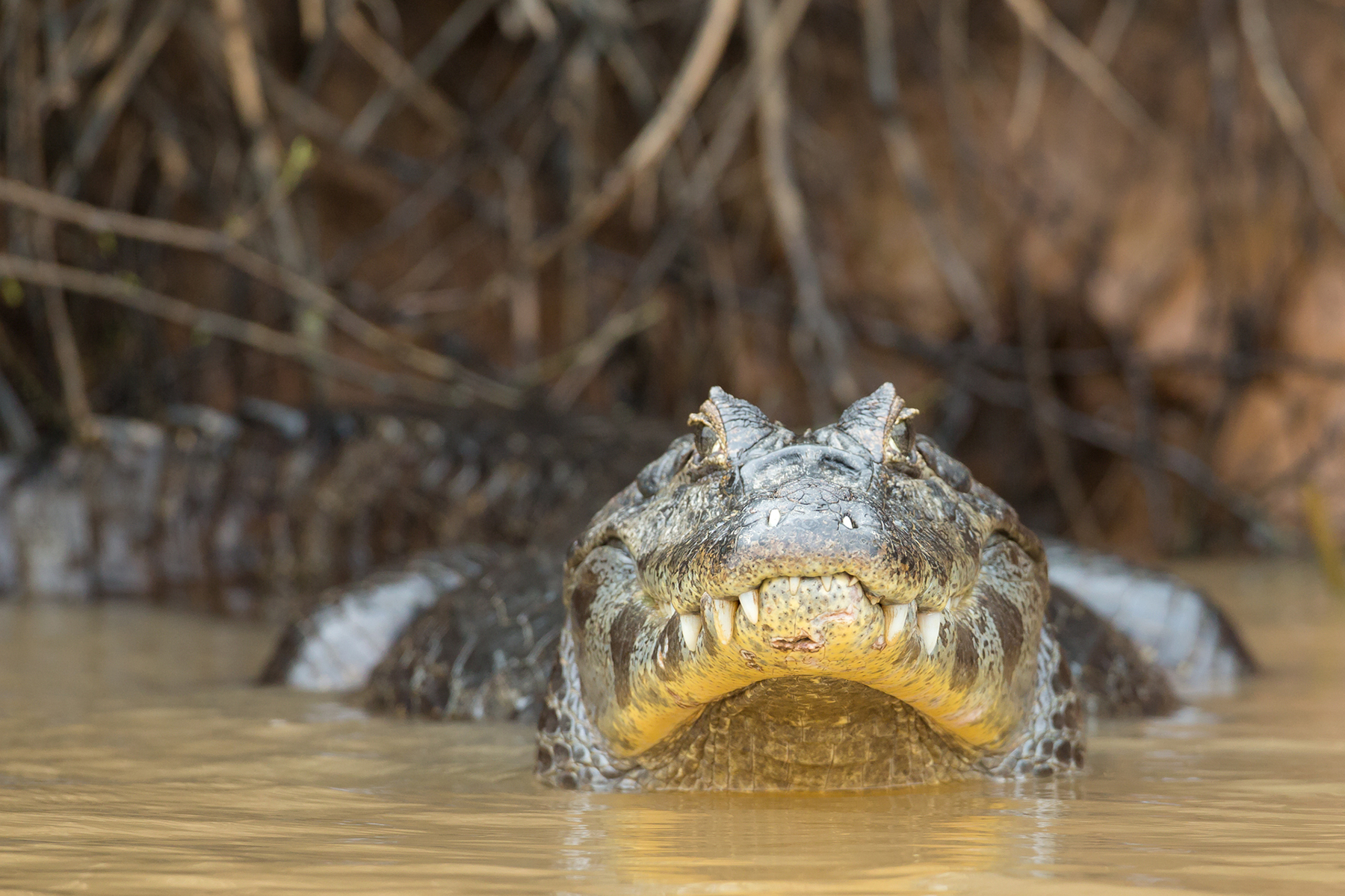 Caiman photography in the Pantanal with Wild Images
