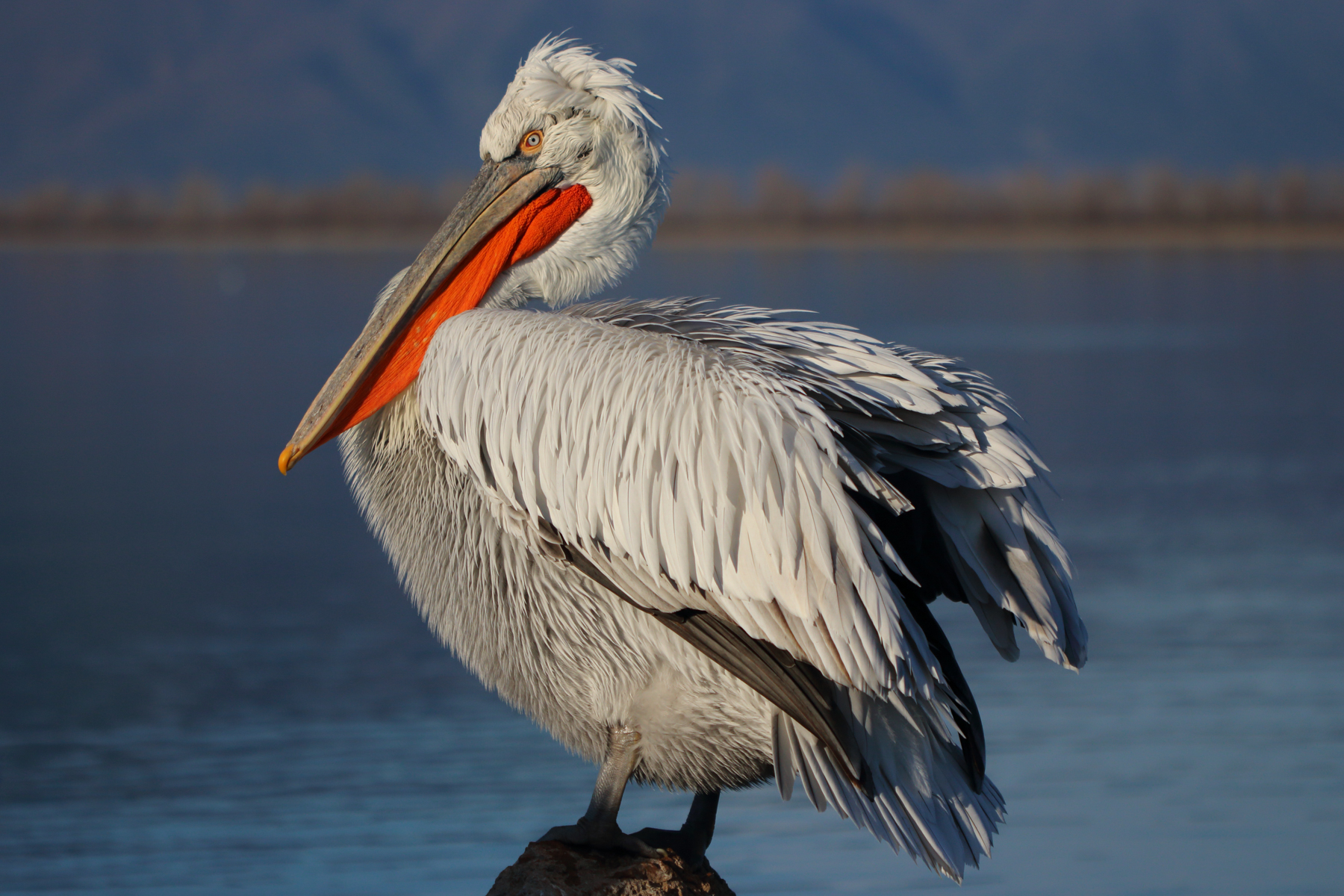 Pelicans of Kerkini Photography Tour Northern Greece Wild Images