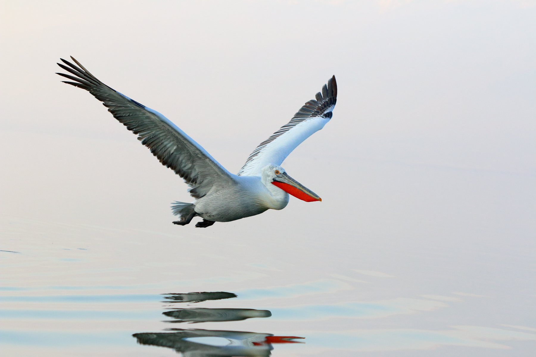 A beautiful Dalmatian Pelican in flight at Lake Kerkini