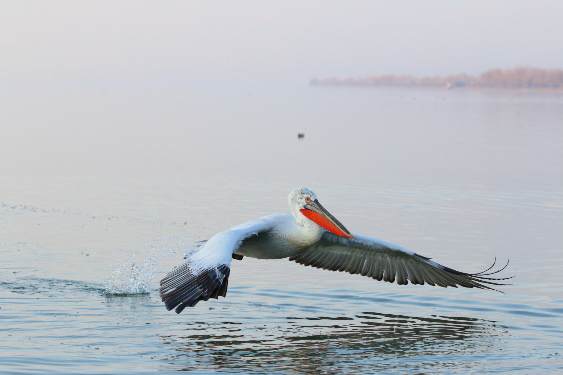 Bird photography with Wild Images at Lake Kerkini in northern Greece