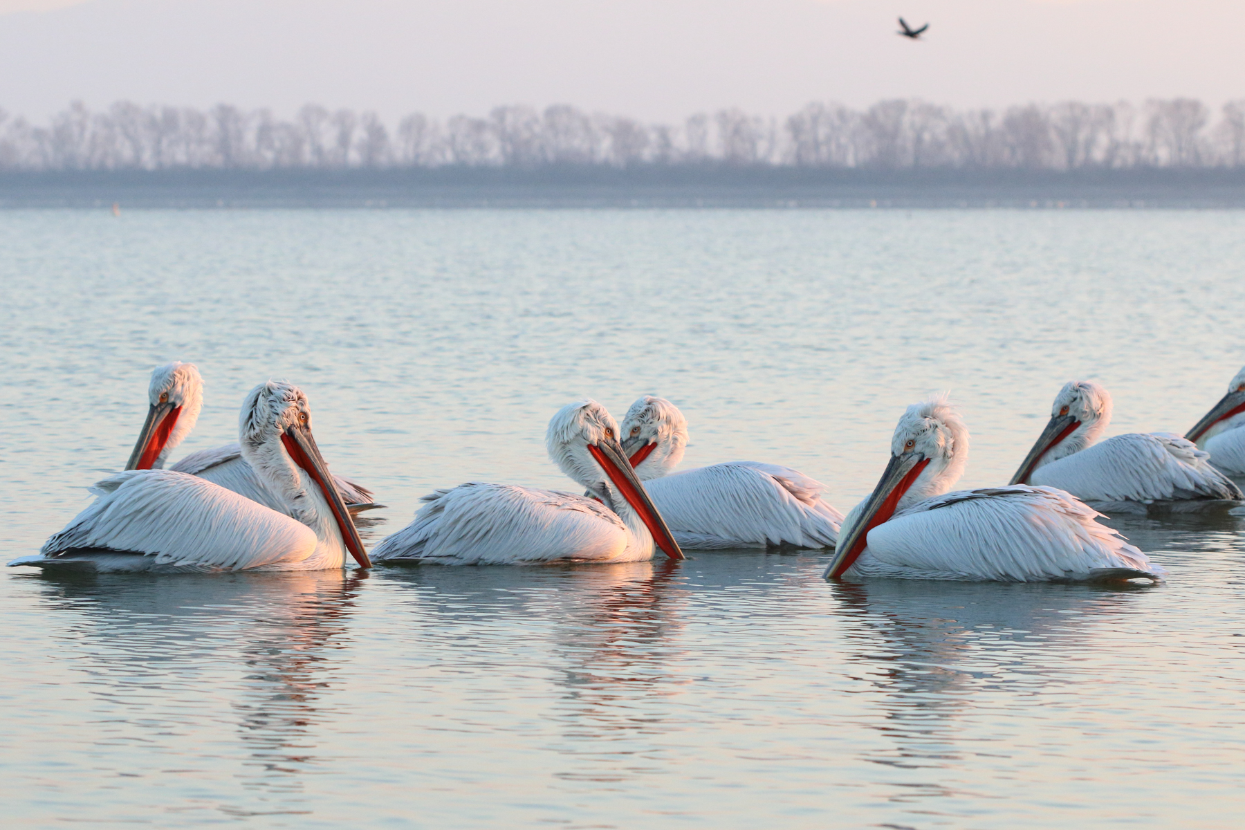The beautiful Dalmatian Pelicans of Greece and Bulgaria
