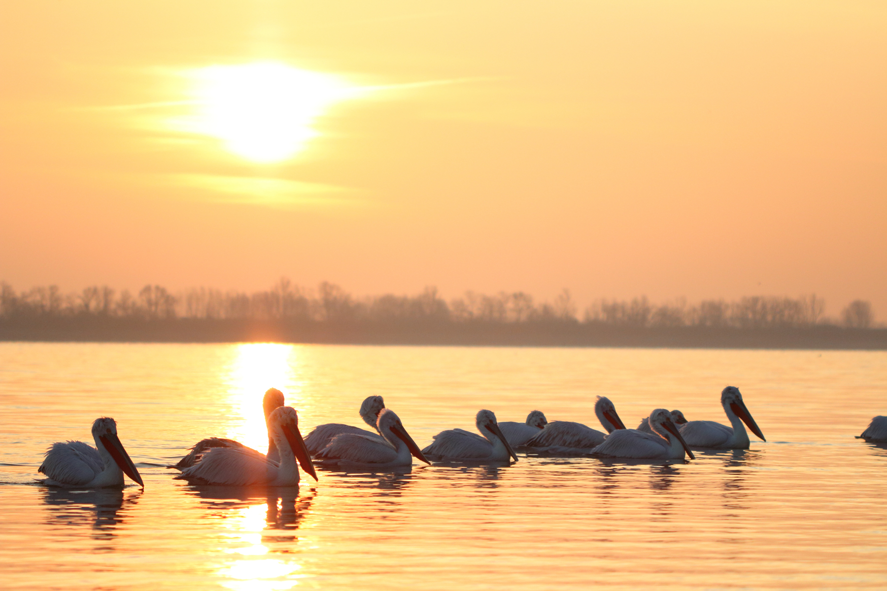 Sunset bird photography at Lake Kerkini with Wild Images Photo Tours