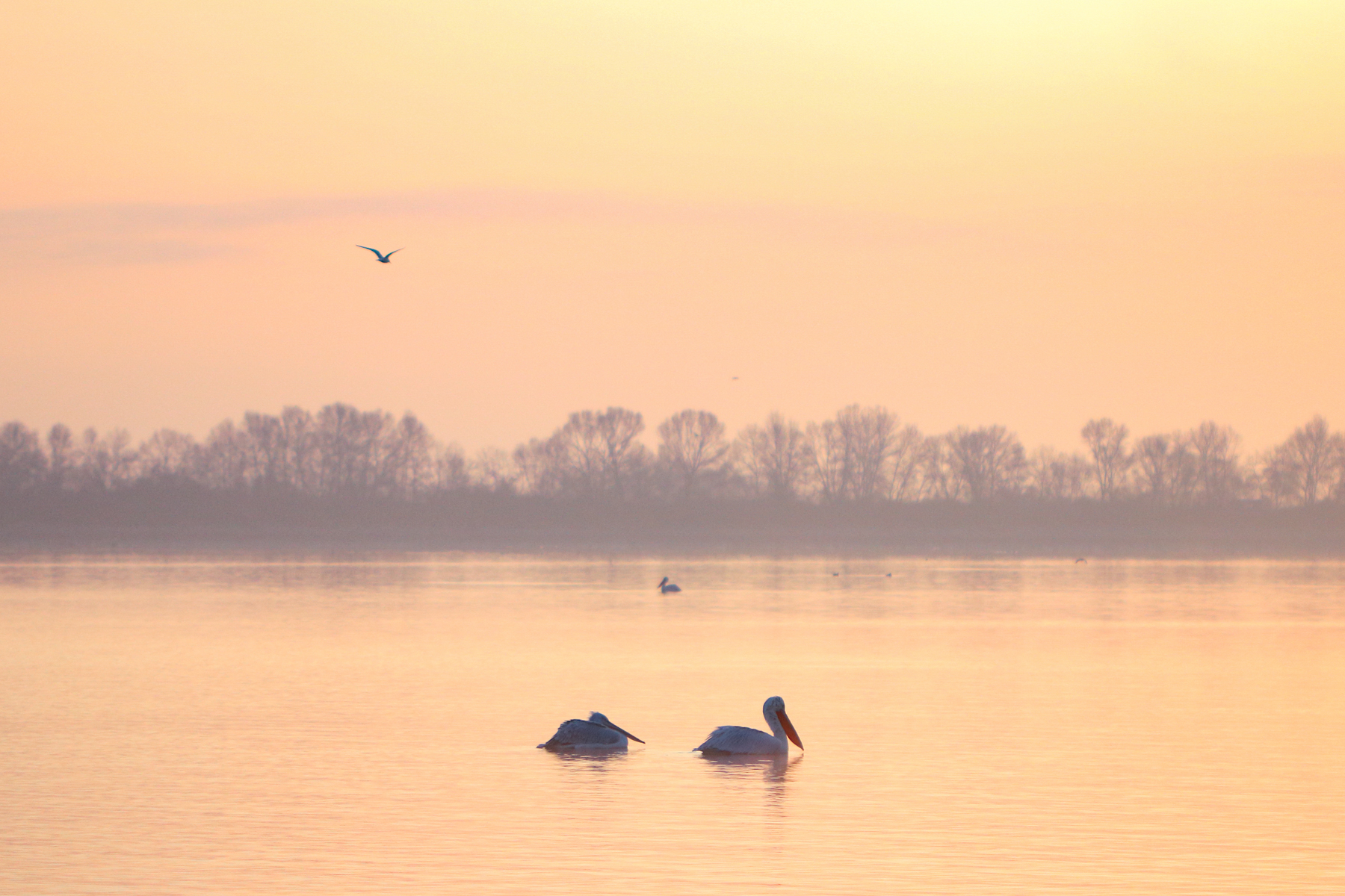 Winter photography of birds is beautiful for its soft light in Bulgaria