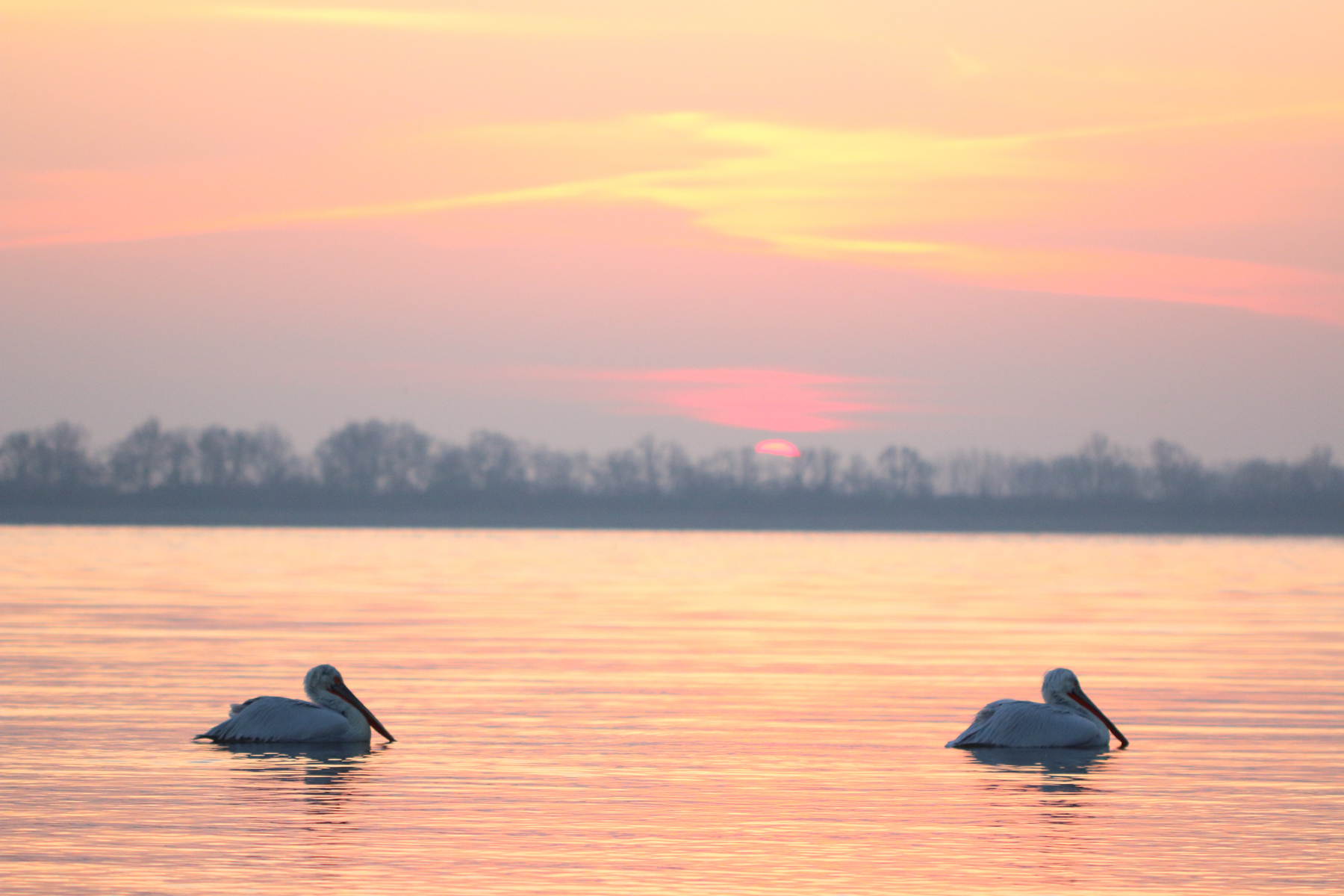 Sunset photograph of the Dalmatian Pelicans of northern Greece